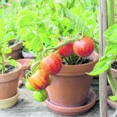Pflegetipps für Tomaten