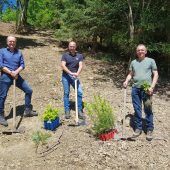 Jeder Baum ein Klimaschützer in Doren