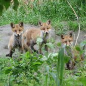 Junge Wildtiere im Frühjahr erleben