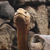 Job erledigt: Riesenschildkröte Diego geht in Rente