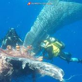 Wal aus Fischernetz vor Italien befreit