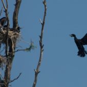 Kein grünes Licht für Jagd auf Kormorane