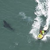 Surfer stirbt nach Hai-Attacke vor australischer Ostküste