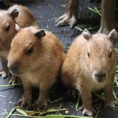 Kleine Capybaras