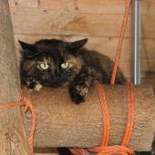 Kaninchendame sucht Partner