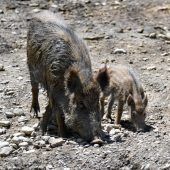 Den Wildtieren auf der Spur