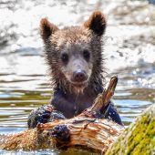 Kleine Wasserratte
