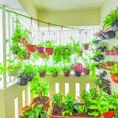 Gemüse vom Balkongarten