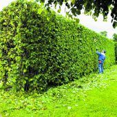 Zaun, Hecke oder Mauer?