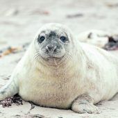 Zu den Big Five des Wattenmeeres