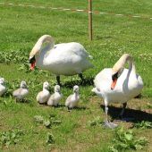 Schwanen-Familie im Lochauer Strandbad