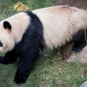Panda türmt aus seinem Gehege im Zoo von Kopenhagen