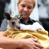 Buschbrände in Australien: Drei Milliarden Tiere betroffen