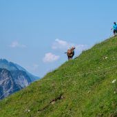 Diskurs um Hundeverbot auf Wanderwegen