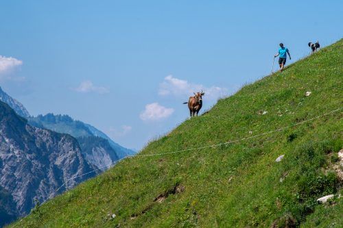 Begegnungen dieser Art müssen nicht eskalieren, wenn sich Wanderer mit Hunden entsprechend besonnen verhalten. vn/lerch