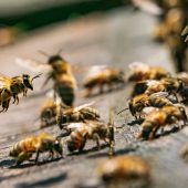 Kranke Bienen