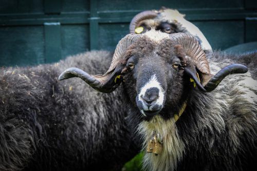 Das Montafoner Steinschaf ist eine alte Rasse, die auch heute hervorragend mundet. MA