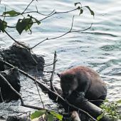 Biberalarm an der Bregenzerach