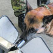 Hunde als Corona-Schnüffler