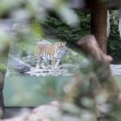 Drama im Zoo Zürich