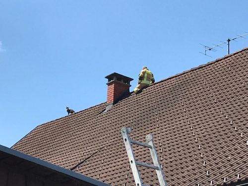 Die Lauteracher Feuerwehr barg die Katze mittels einer Leiter vom Dach und brachte sie in Sicherheit.  polizei