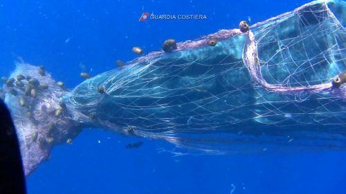 Die Schwanzflosse hat sich im Fischernetz verfangen.  Italian Coastguard