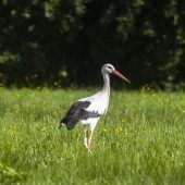 Abschusserlaubnis für Graureiher