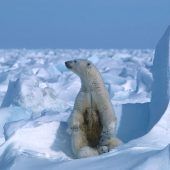 Eisbären laut Studie bis 2100 aus Arktis verschwunden