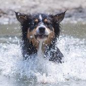 Neue Formel zur Umrechnung von Hunde- und Menschenjahren