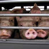 Tiertransporte-U-Ausschuss des EU-Parlaments: Strengere Kontrolle und Regeln. »A2