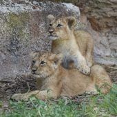 Kleine Stars im Zoo