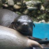 Kleiner Seelöwe