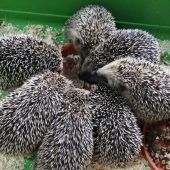 „Tierschutz kennt keinen Lockdown“