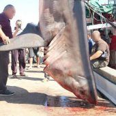 WWF warnt vor illegaler Jagd auf Haie und Rochen im Mittelmeer