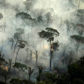 Waldbrände im ­Pantanal angestiegen