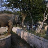Einsamer Elefant wird umgesiedelt