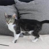Blacky mag Kinder und Katzen