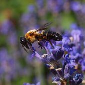 Inatura lässt in ganz Vorarlberg nach neuer Bienenart fahnden
