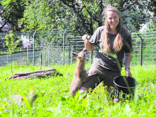"Pflegemama" Birgit Wedl füttert die jungen Füchse in ihrem neuen Zuhause.