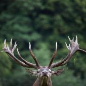 Jägerschaft vehement gegen Massentötung