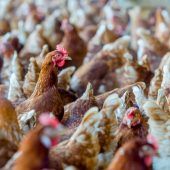 Wer Tiere nicht liebt, liebt auch Menschen nicht