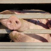 Gipfeltreffen könnte Auftakt für mehr Tierschutz sein