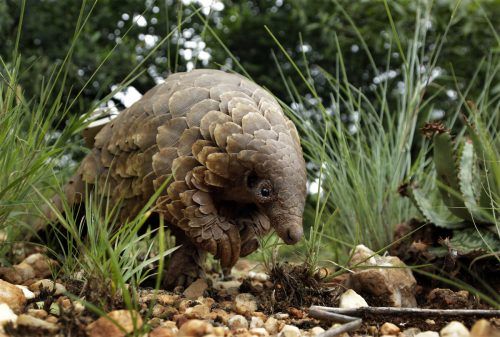 Vorwiegend wurde mit Schildkröten, Zibetkatzen, Vögeln und Pangolinen gehandelt.