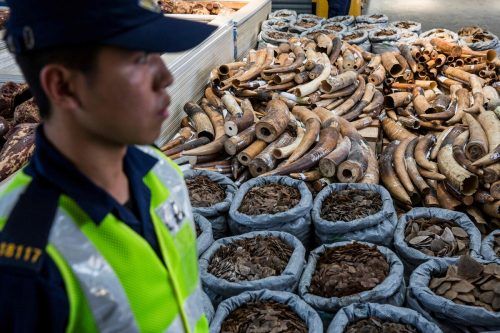Wegen gesunkener Elfenbeinpreise satteln Profischmuggler auch auf die besonders in Asien als Heilmittel begehrten Schuppentiere um. afp