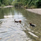 Auch Hunde haben ihren Platz an der Ache