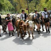Alpabtrieb heuer ohne großes Fest