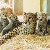 Ein flauschiges Quartett