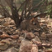 Elefantenspitzmaus-Art in Afrika wiederentdeckt