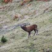 Einblicke in das heimische Wildtierleben
