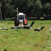 Wenn gemäht wird, futtern die Störche